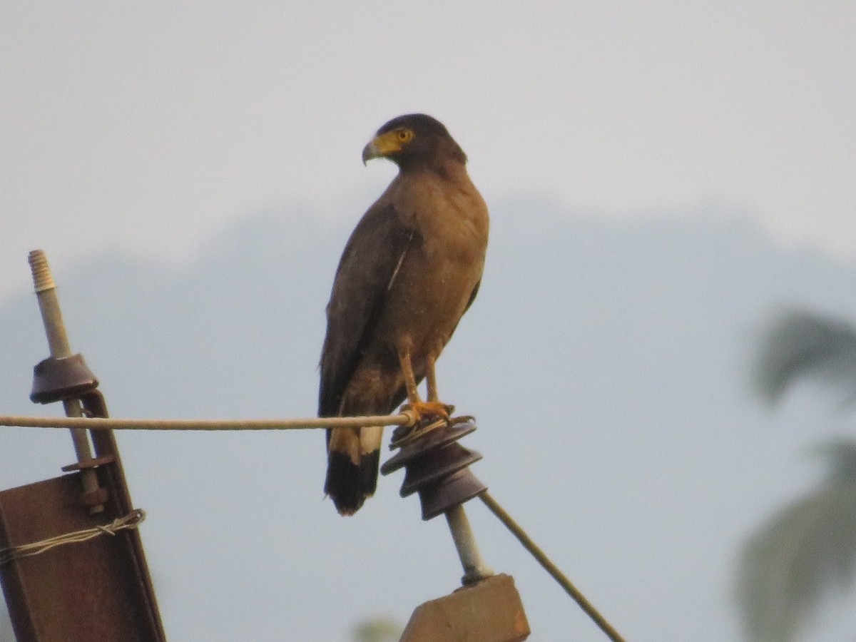 Crested Serpent-Eagle - ML619171567