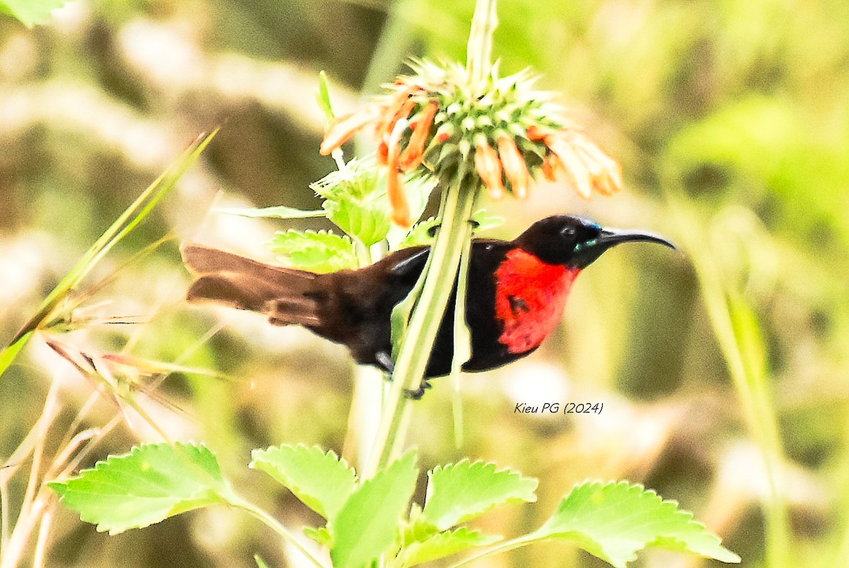 Scarlet-chested Sunbird - ML619171579