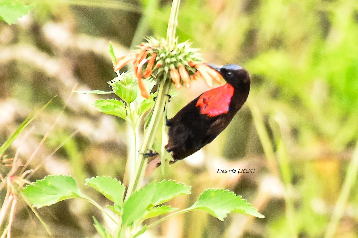 Scarlet-chested Sunbird - ML619171592