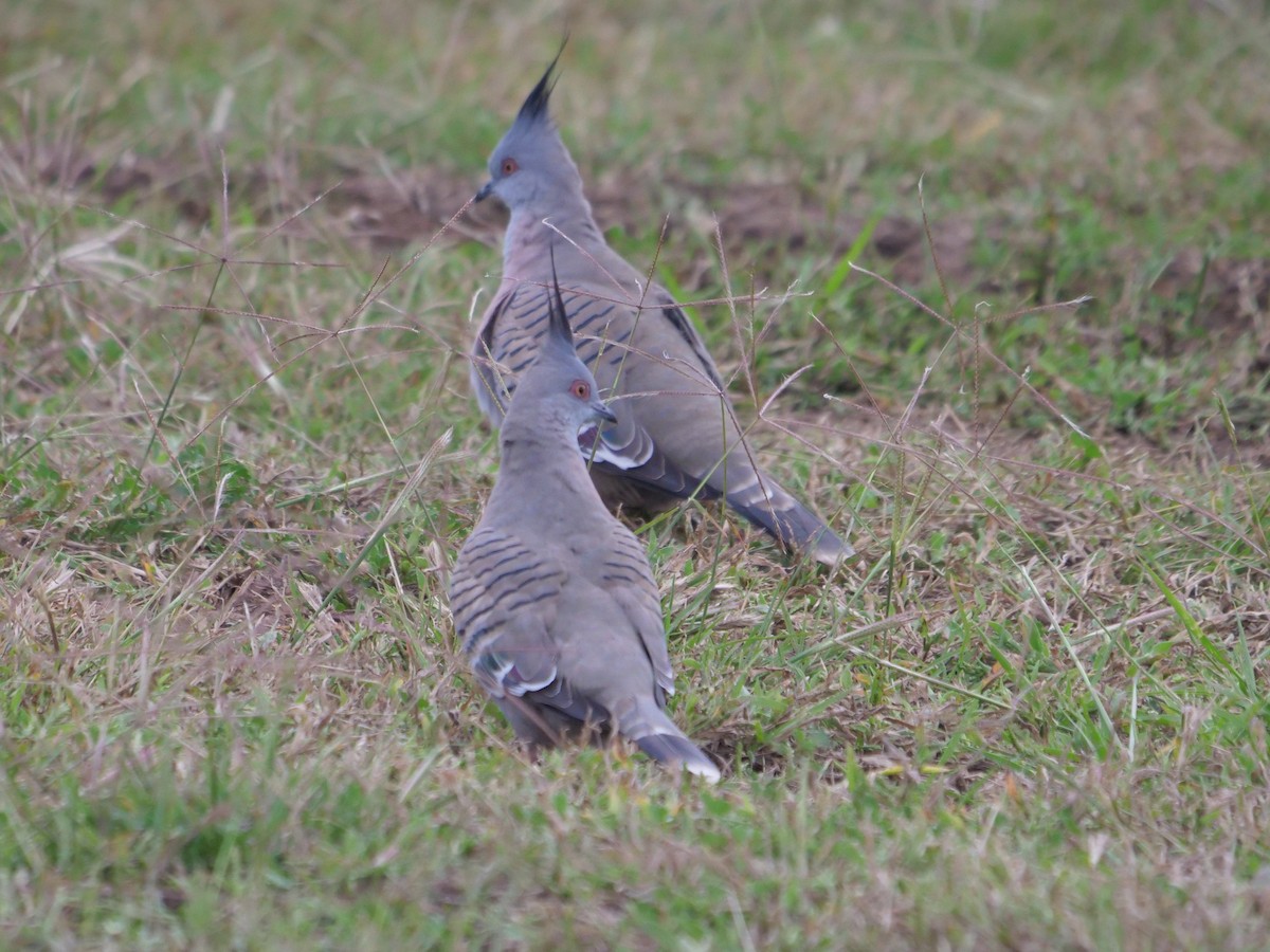 Crested Pigeon - ML619171598