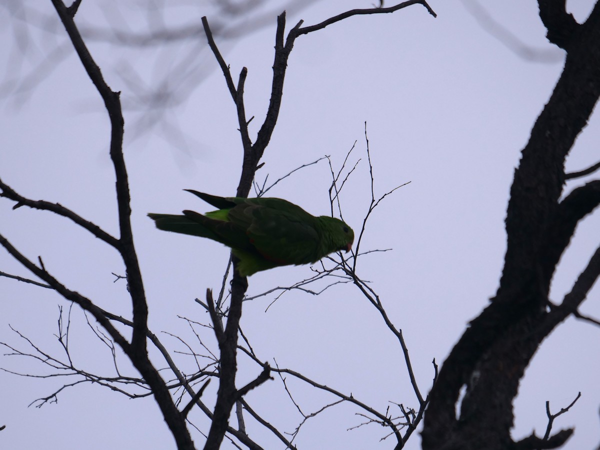 Red-winged Parrot - ML619171611