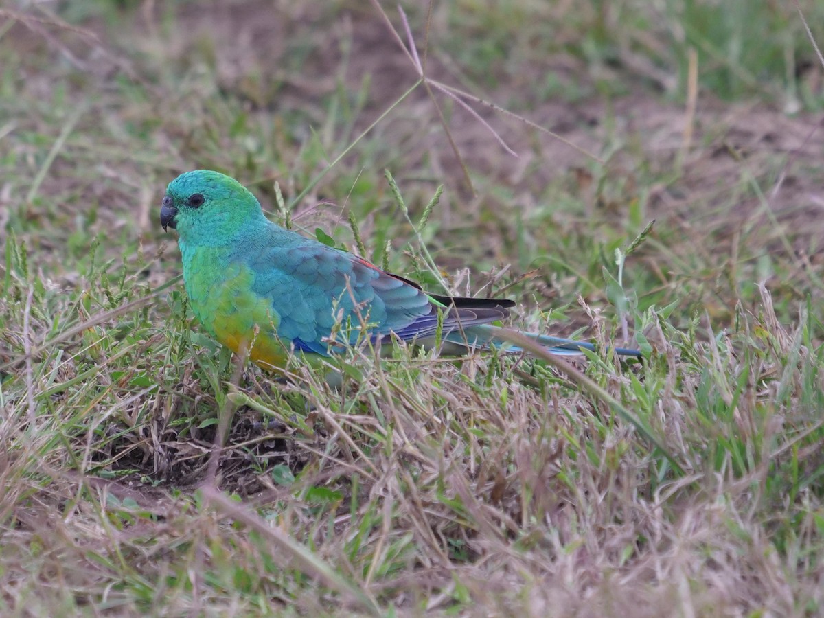 Red-rumped Parrot - ML619171613
