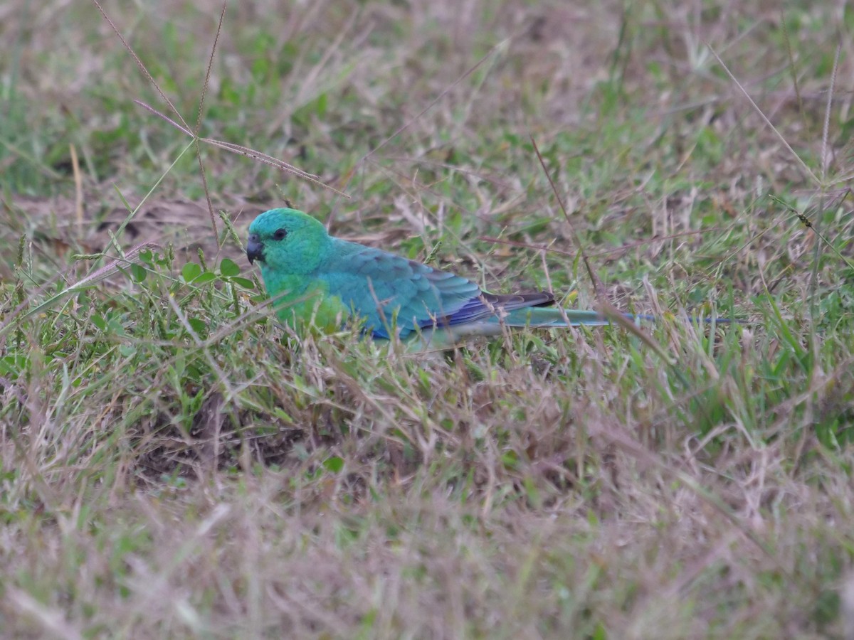 Red-rumped Parrot - ML619171614