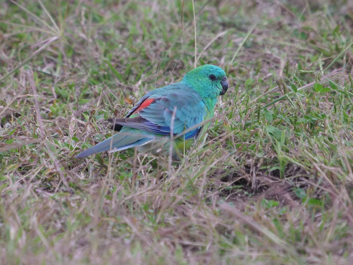 Red-rumped Parrot - ML619171616