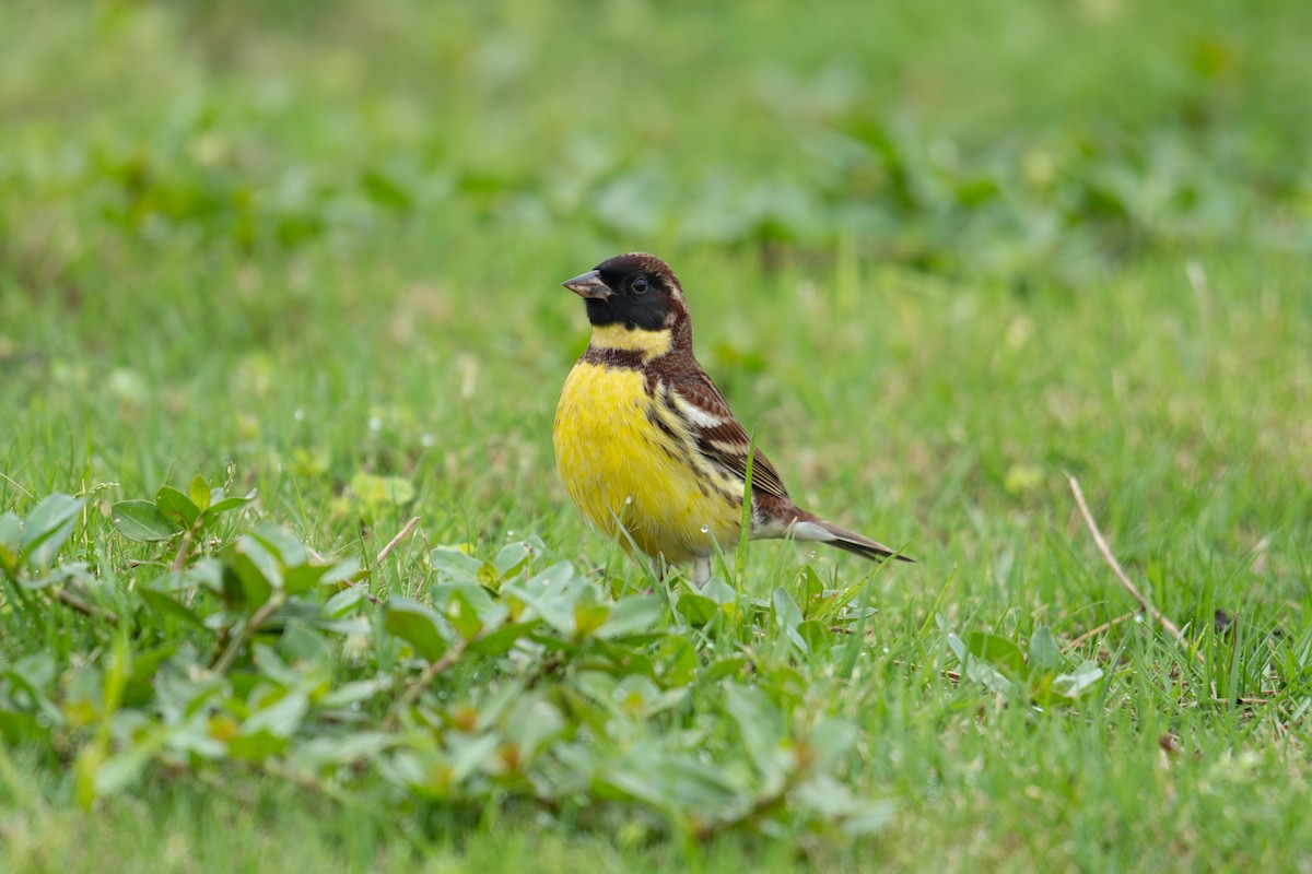 Yellow-breasted Bunting - ML619171633