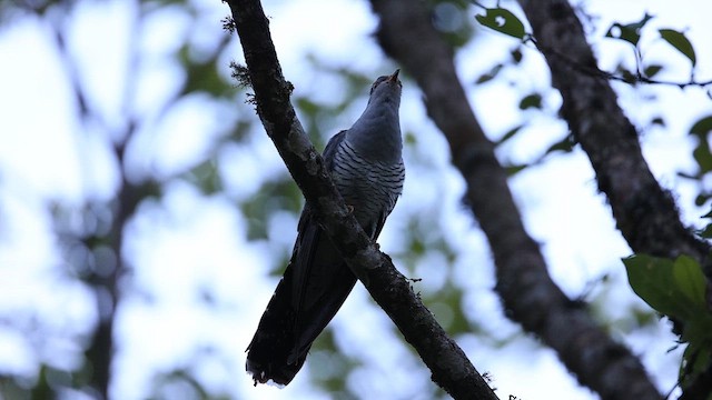 Common Cuckoo - ML619171672