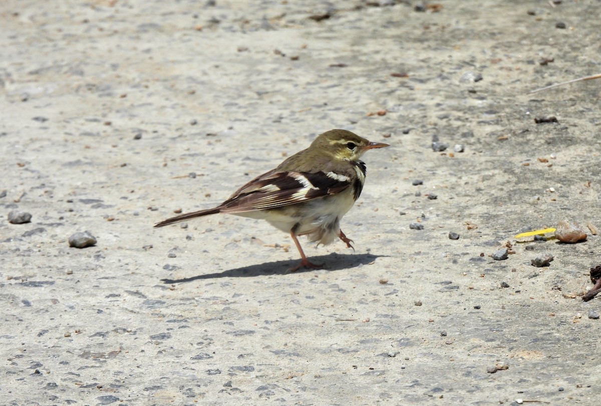 Forest Wagtail - ML619171686