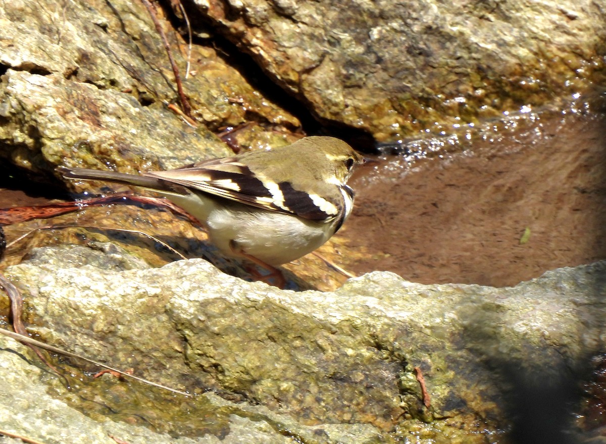 Forest Wagtail - ML619171687