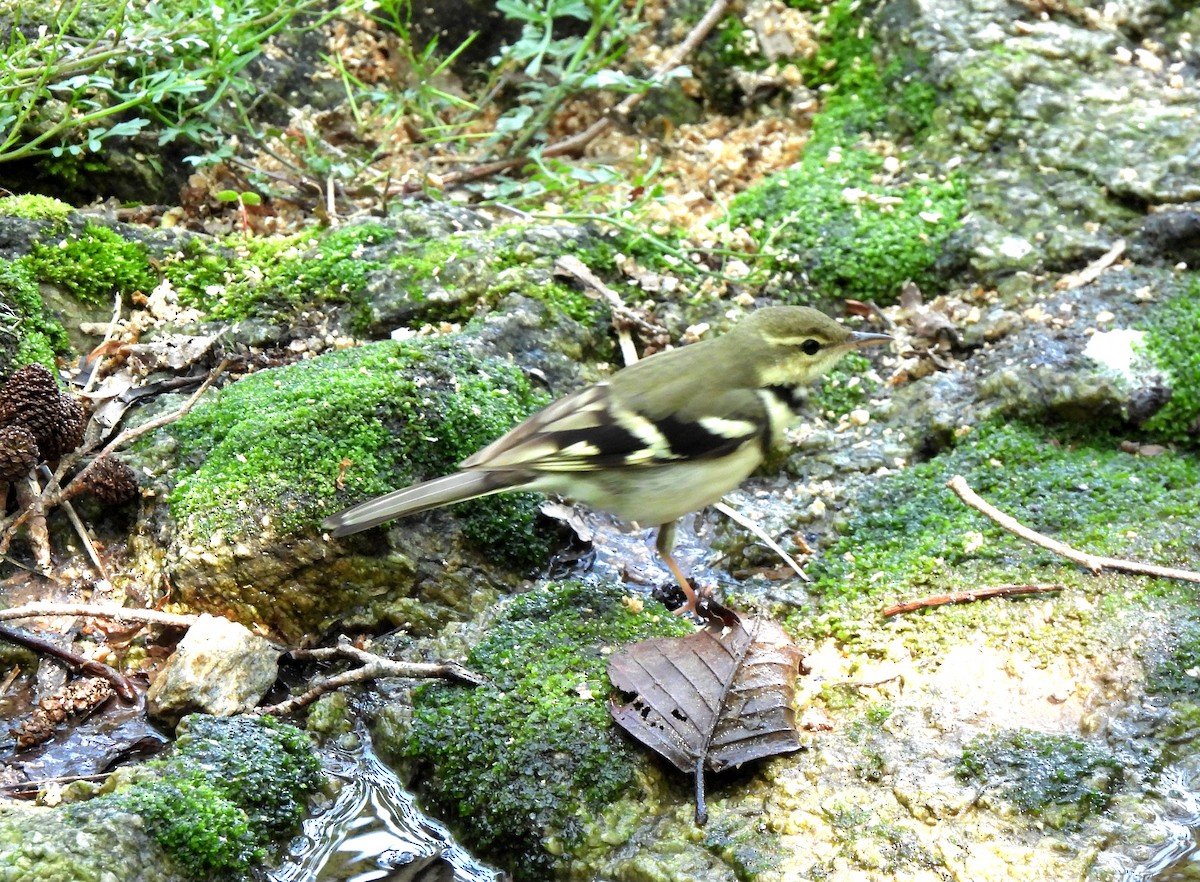 Forest Wagtail - ML619171688
