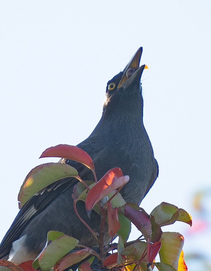 Pied Currawong - ML619171696