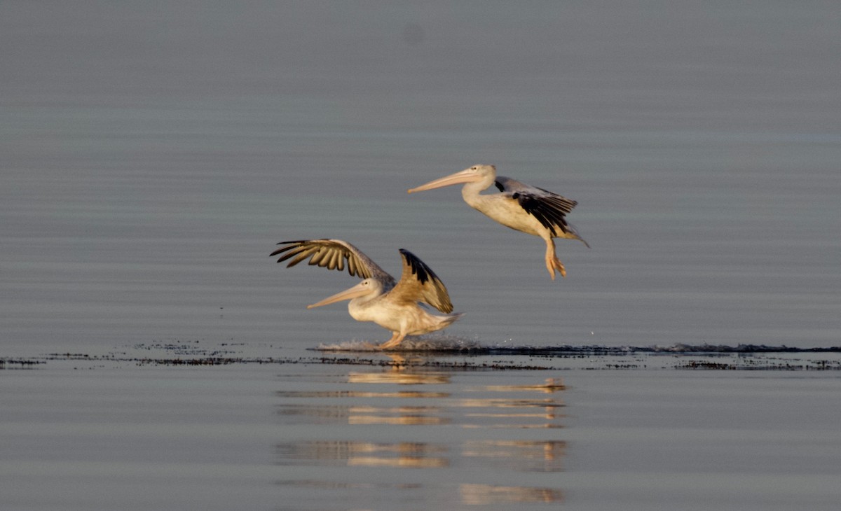 Pink-backed Pelican - ML619171720