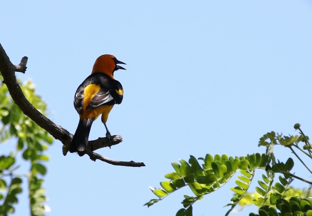Spot-breasted Oriole - ML619171725