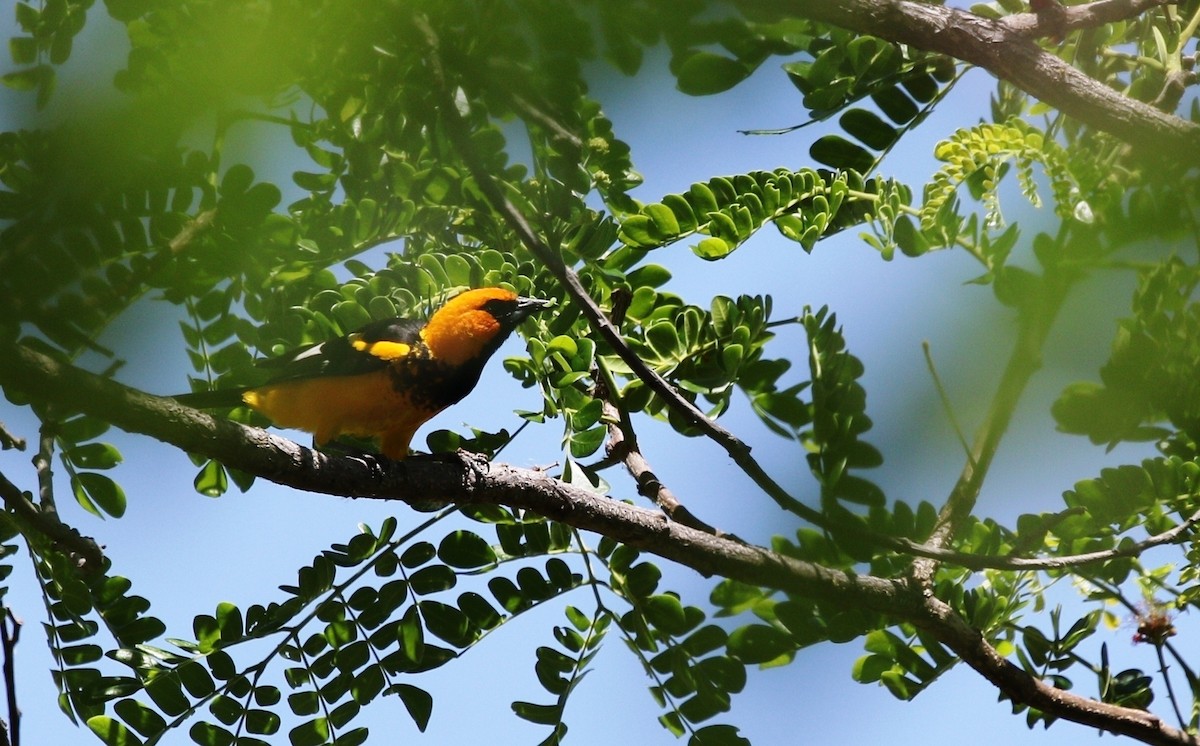 Spot-breasted Oriole - ML619171746