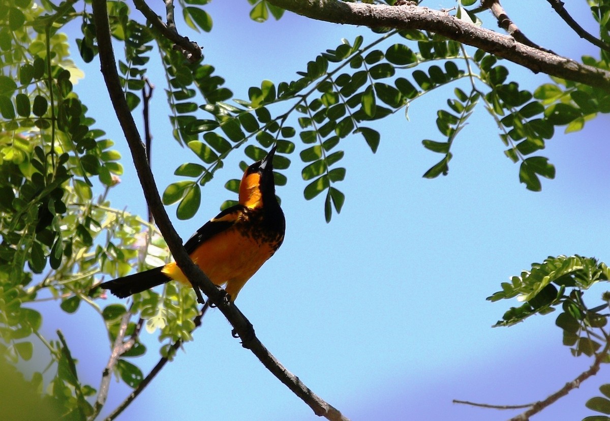 Spot-breasted Oriole - ML619171755