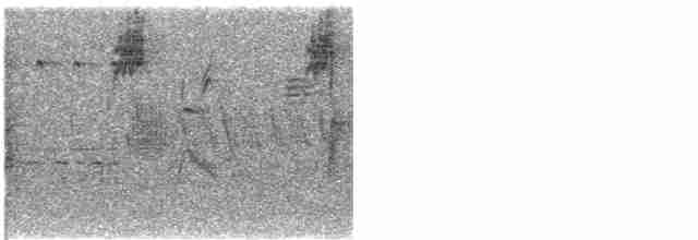 Дрізд-короткодзьоб малий - ML619171828