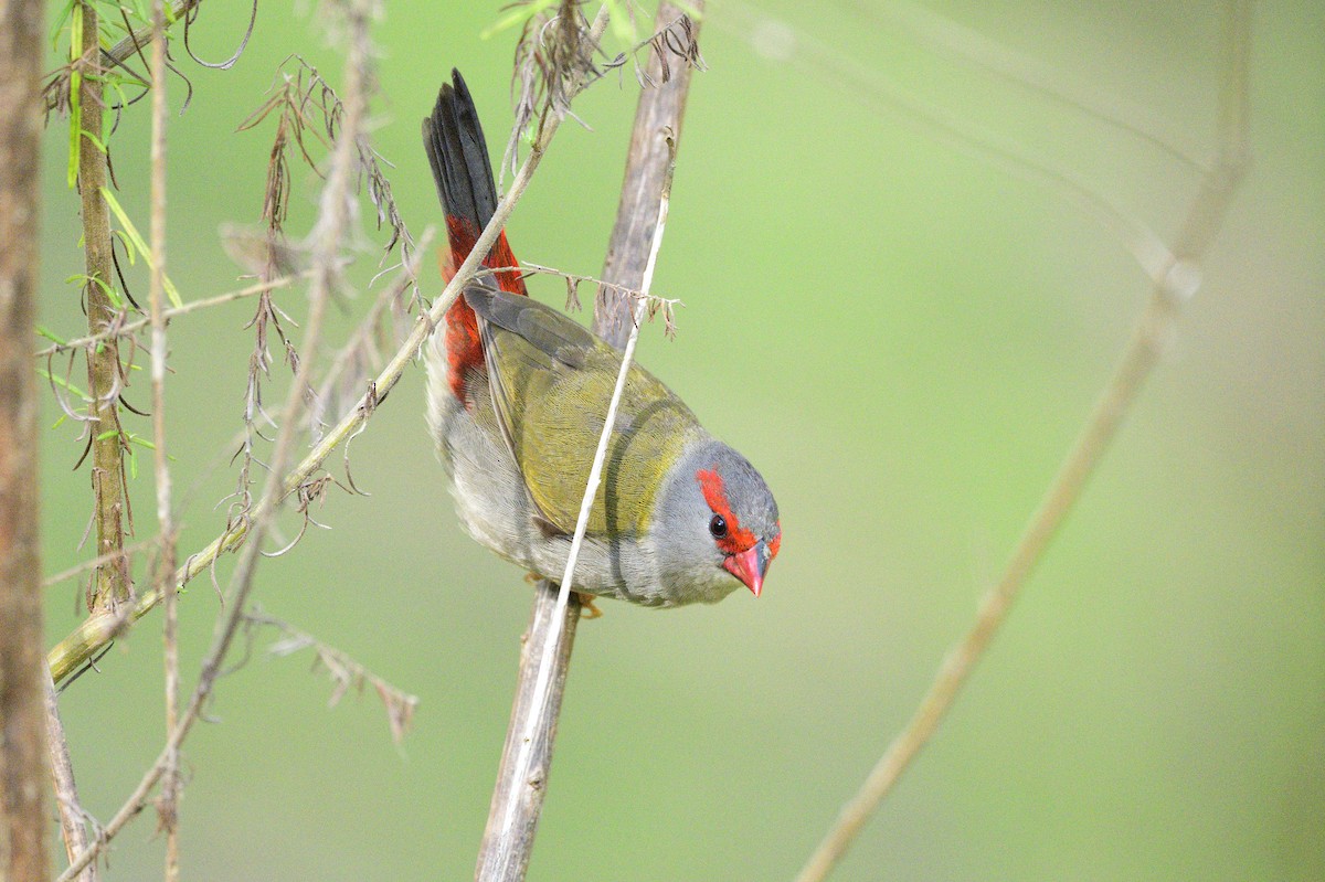 Red-browed Firetail - ML619171839