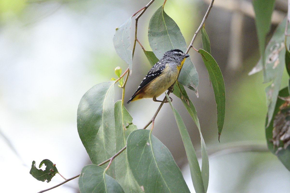 Spotted Pardalote - ML619171859