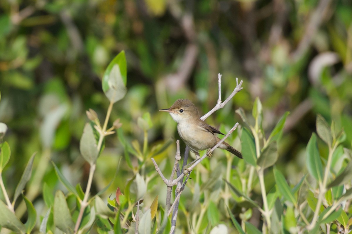 Common Reed Warbler - ML619171910