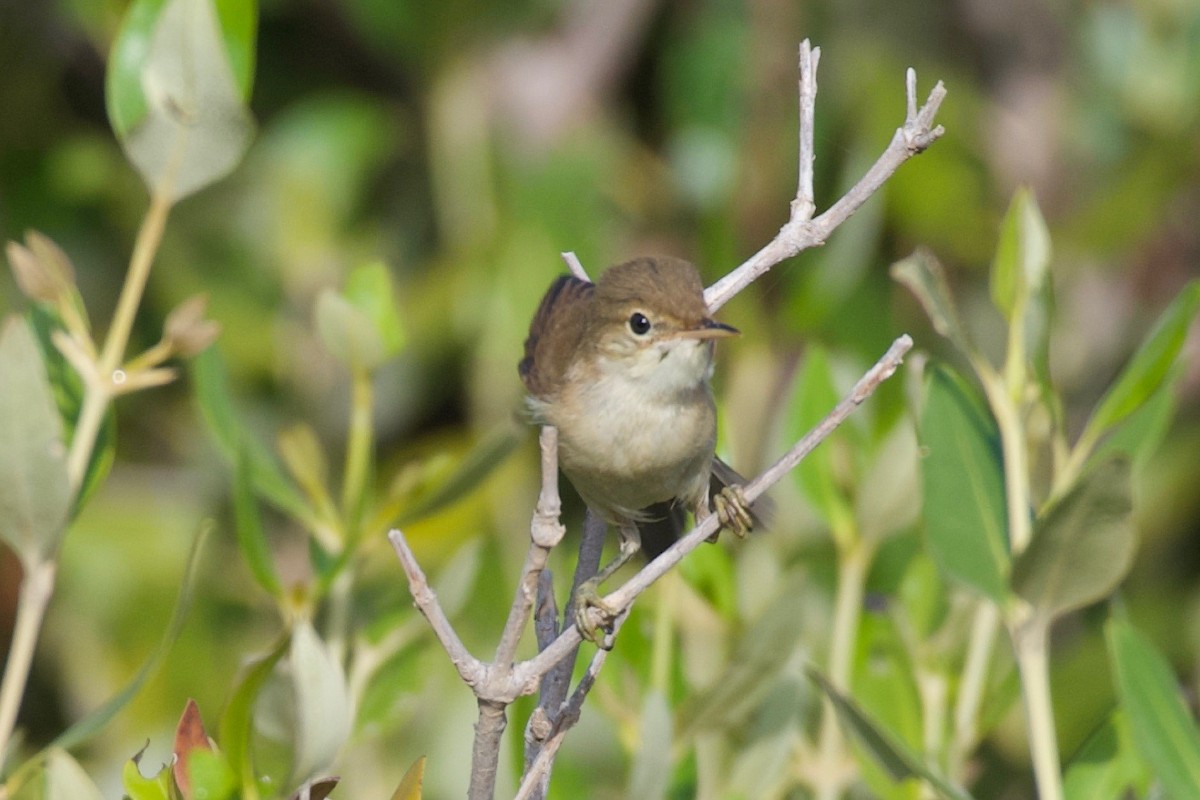 Common Reed Warbler - ML619171911