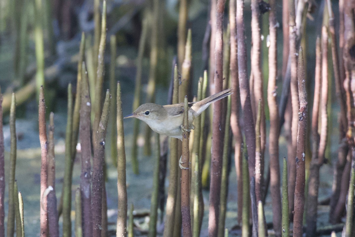 Common Reed Warbler - ML619171912