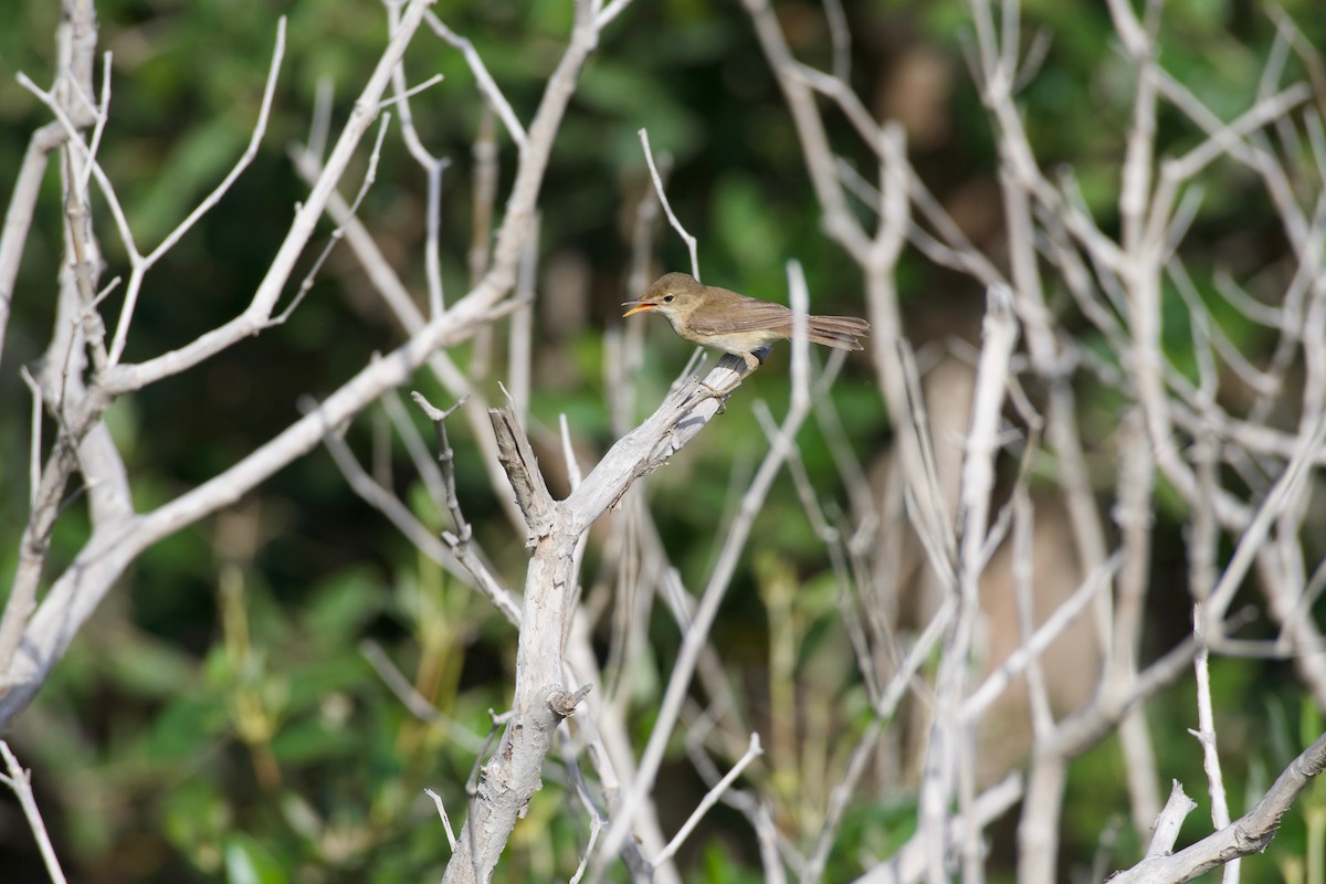 Common Reed Warbler - ML619171913
