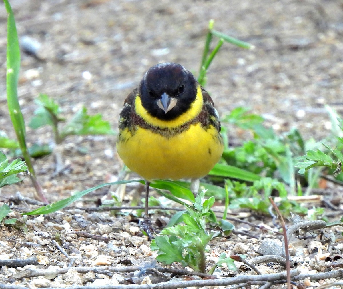 Yellow-breasted Bunting - ML619171924