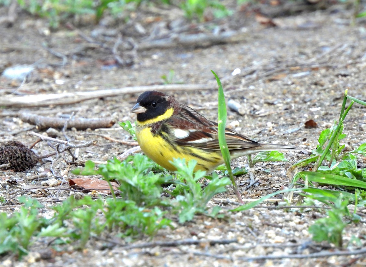 Yellow-breasted Bunting - ML619171925