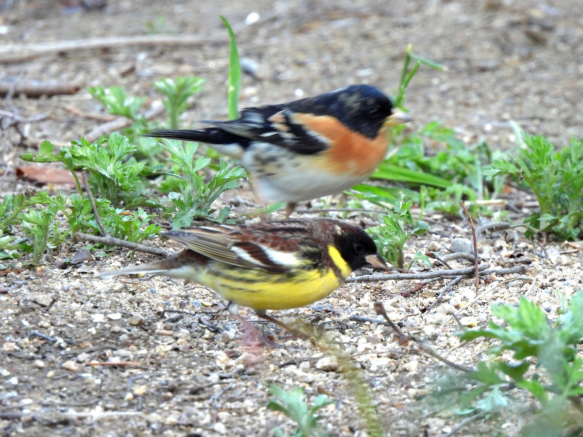 Yellow-breasted Bunting - ML619171926