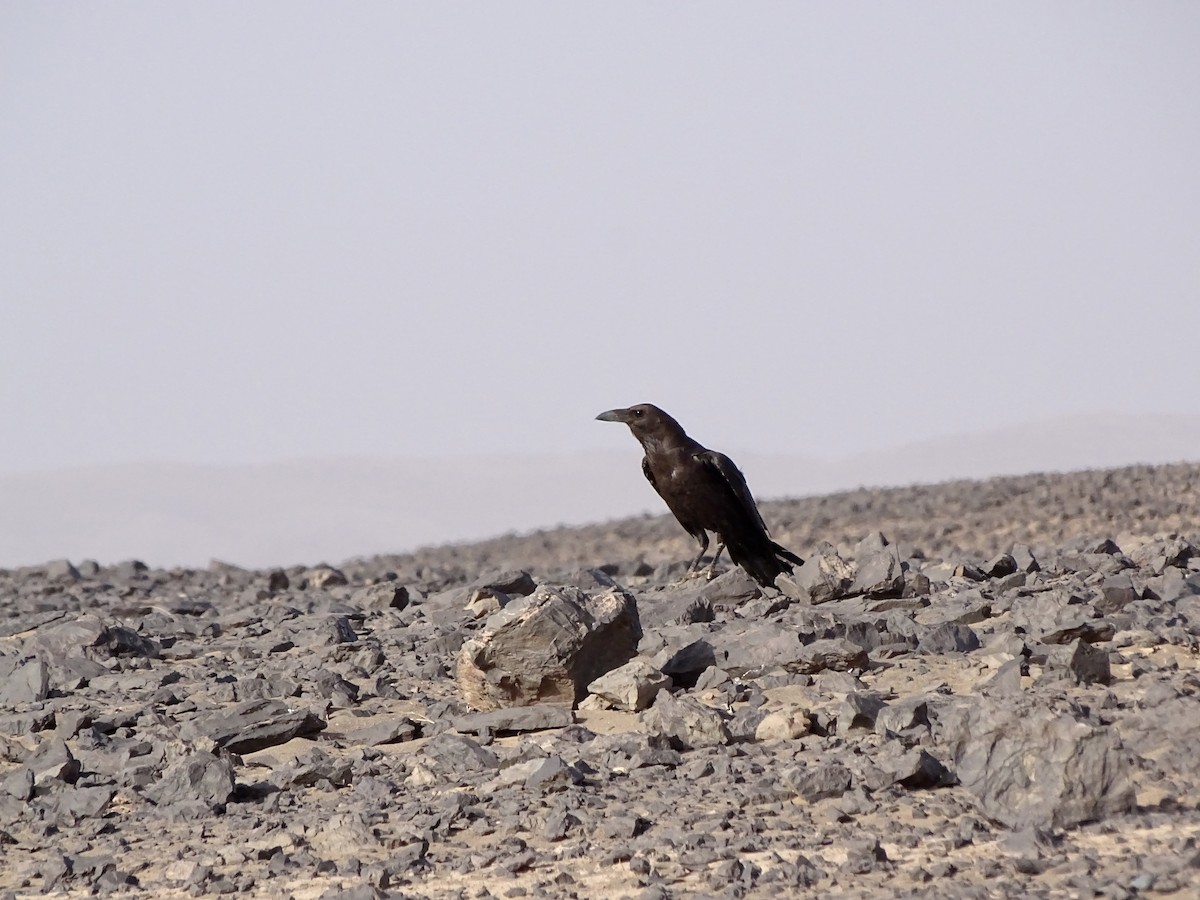 Cuervo Desertícola - ML619171932