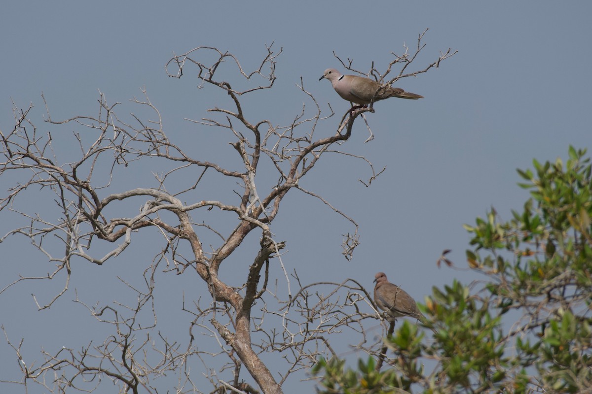 African Collared-Dove - ML619171986