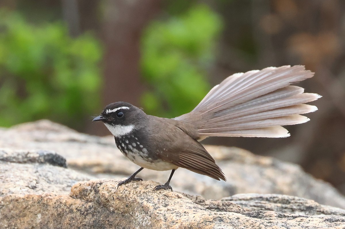 Spot-breasted Fantail - ML619171989