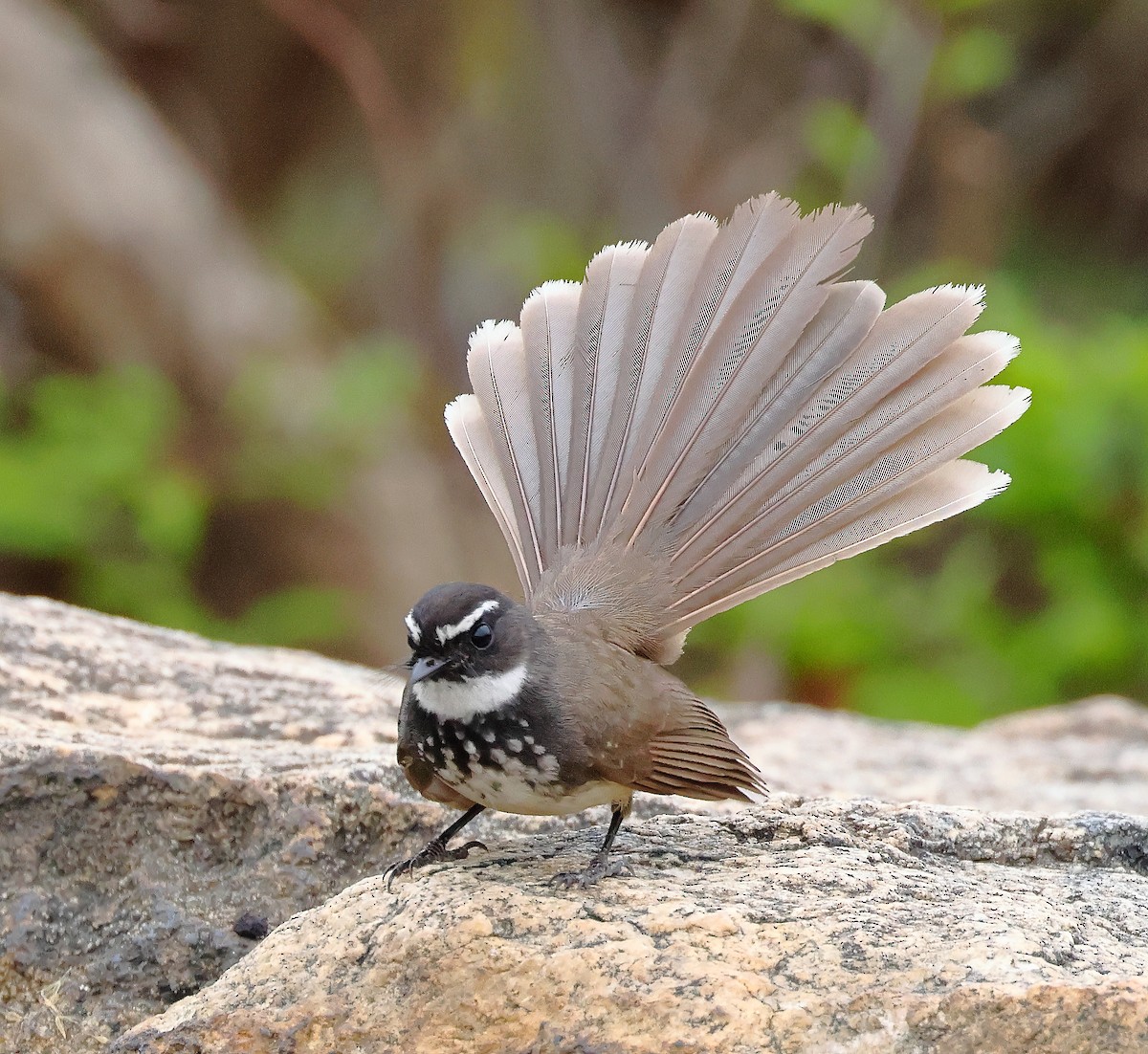 Spot-breasted Fantail - ML619171990