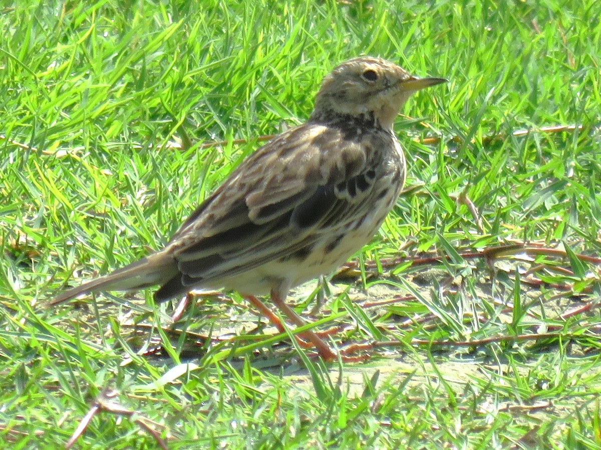 Red-throated Pipit - ML619172016