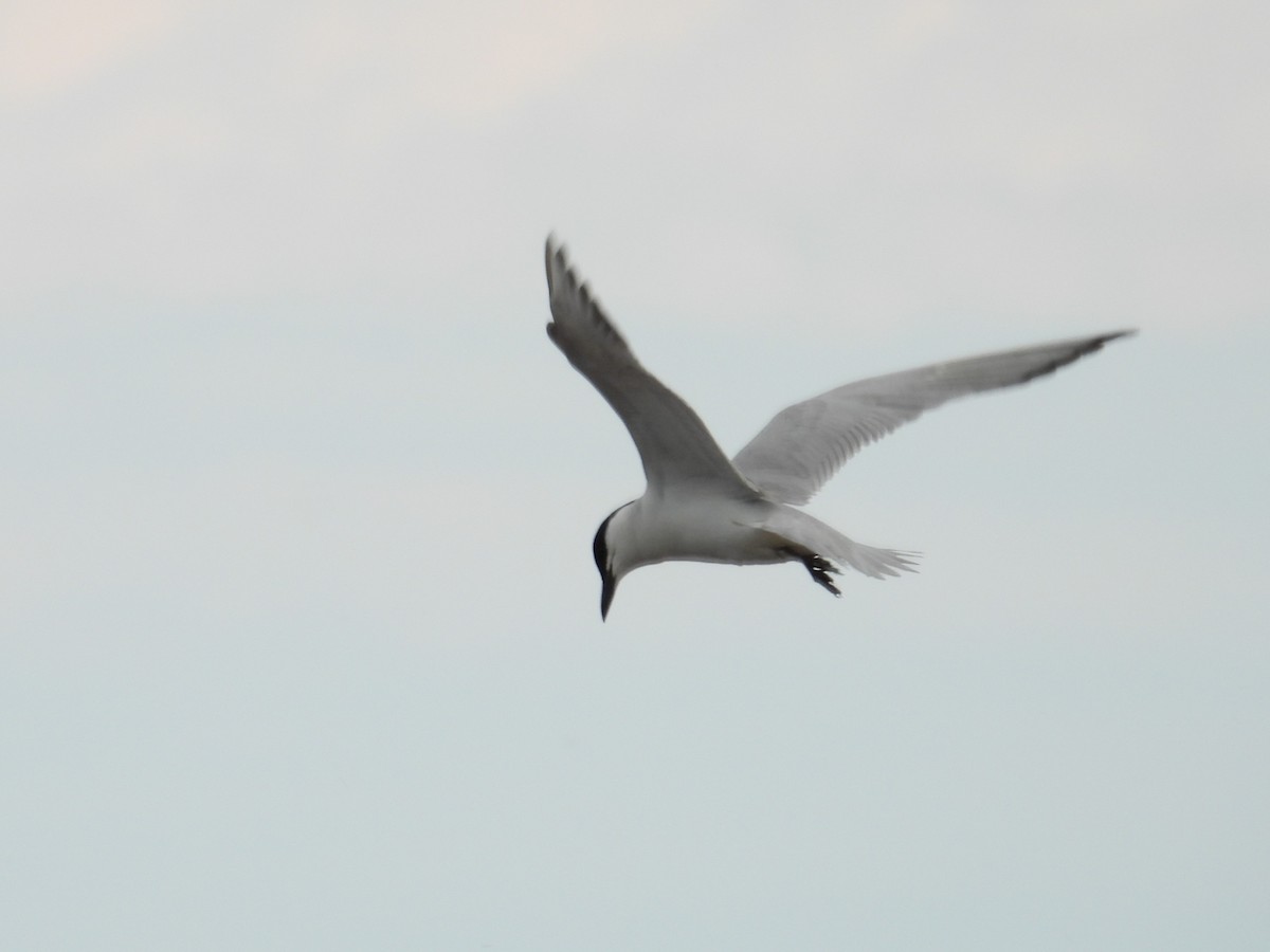 Gull-billed Tern - ML619172019