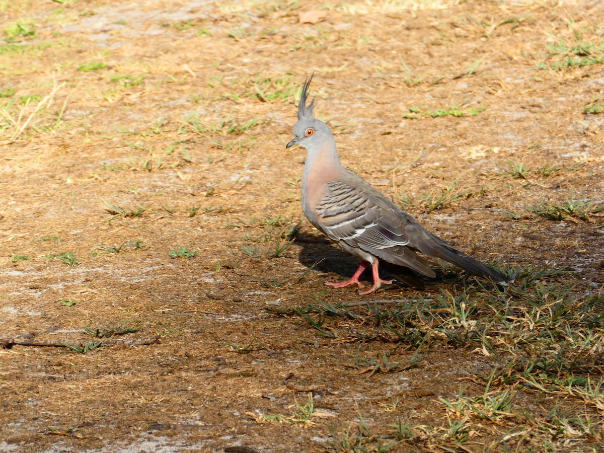 Crested Pigeon - ML619172040