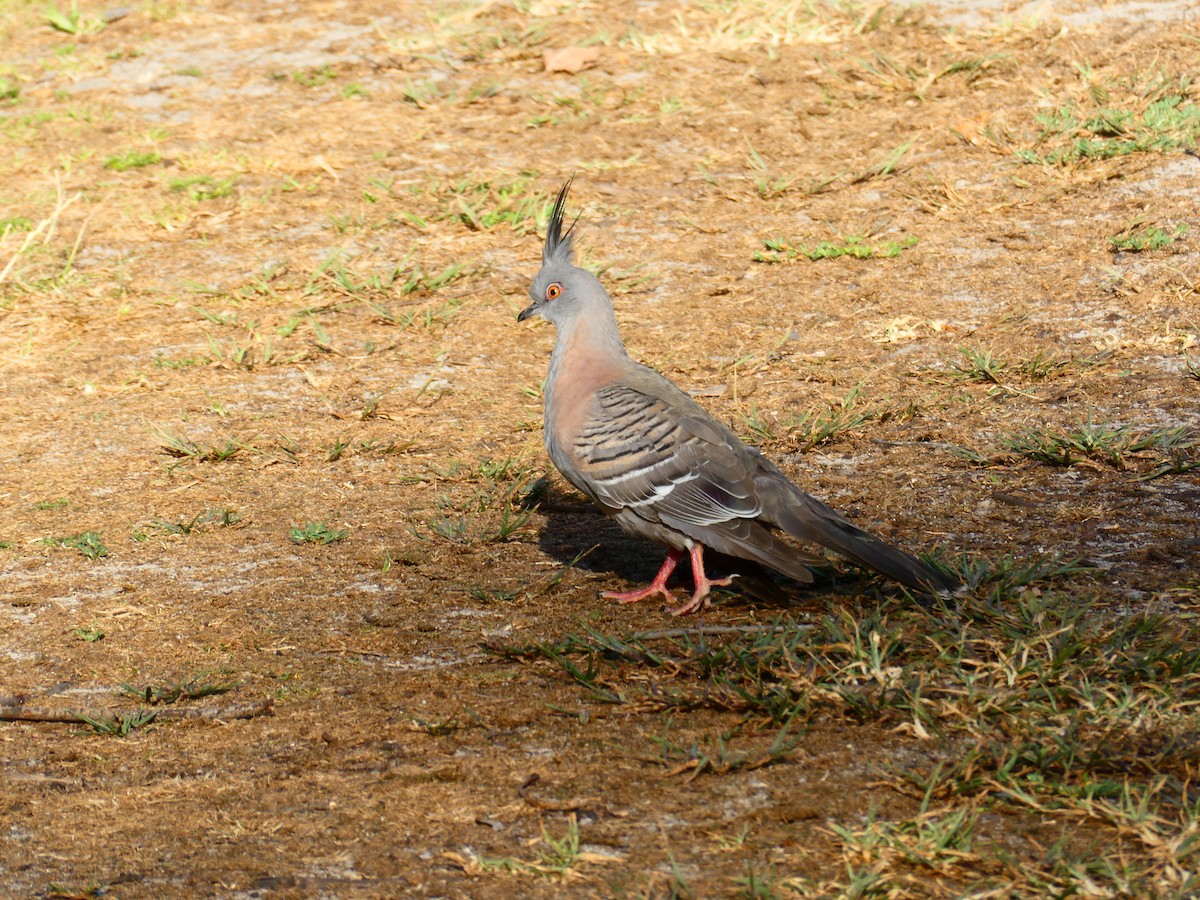 Crested Pigeon - ML619172044