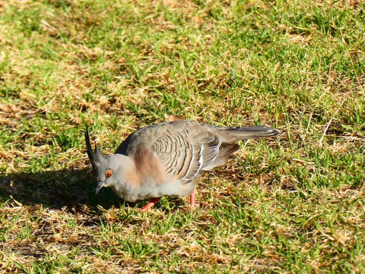 Crested Pigeon - ML619172046