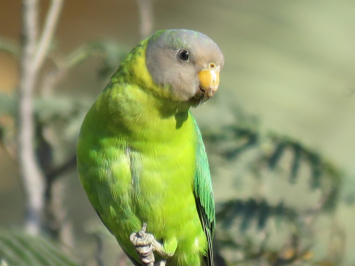 Plum-headed Parakeet - ML619172047
