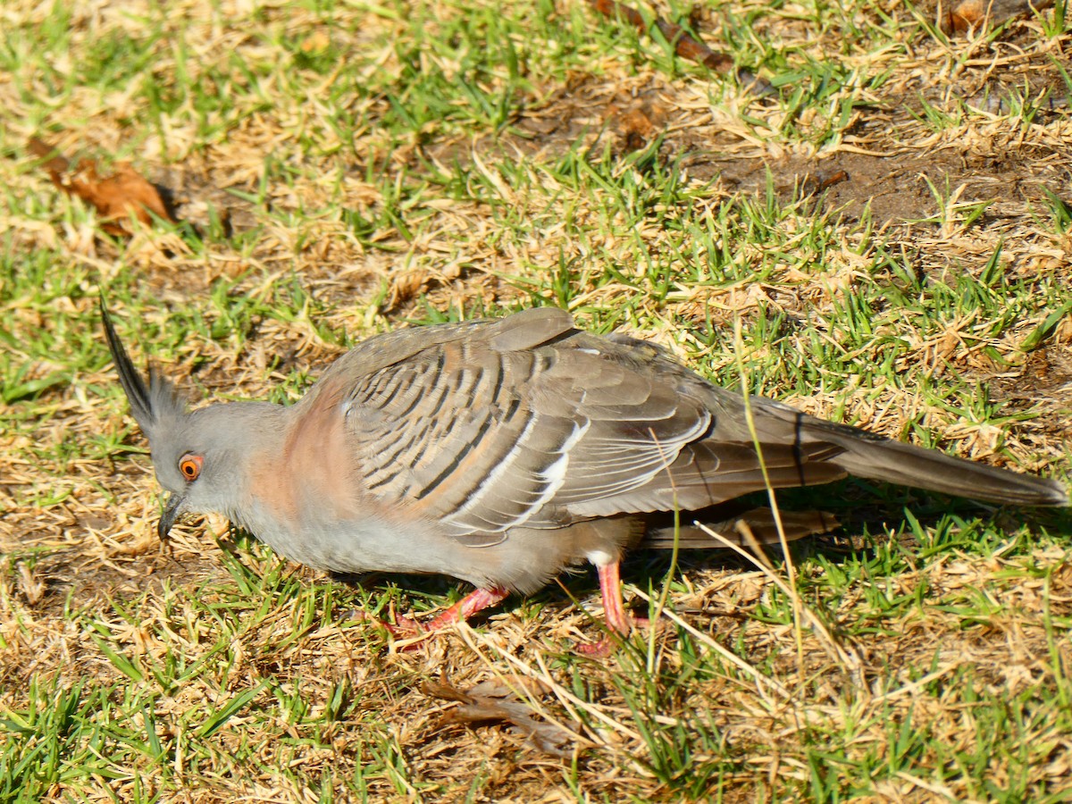 Crested Pigeon - ML619172054