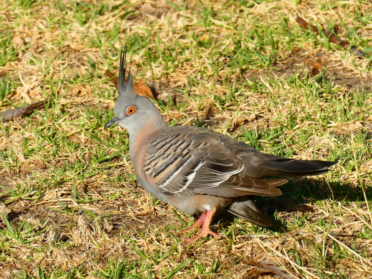 Crested Pigeon - ML619172057