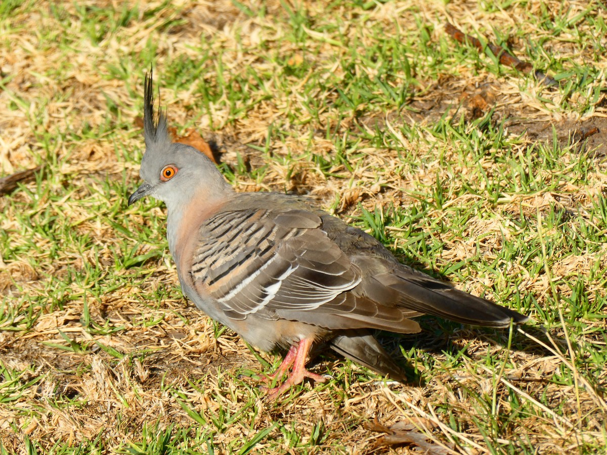 Crested Pigeon - ML619172061