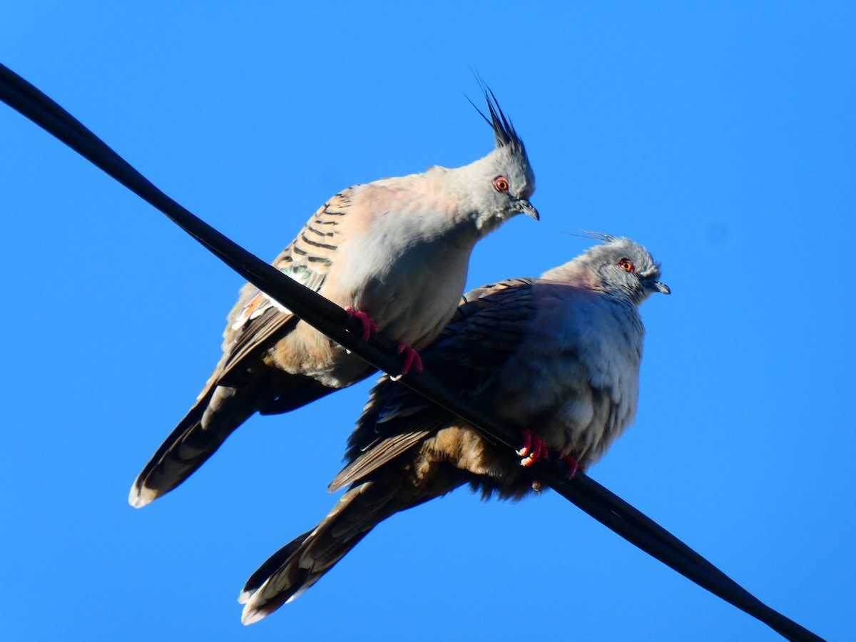 Crested Pigeon - ML619172063