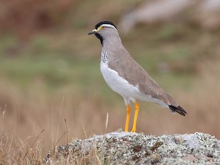  - Spot-breasted Lapwing