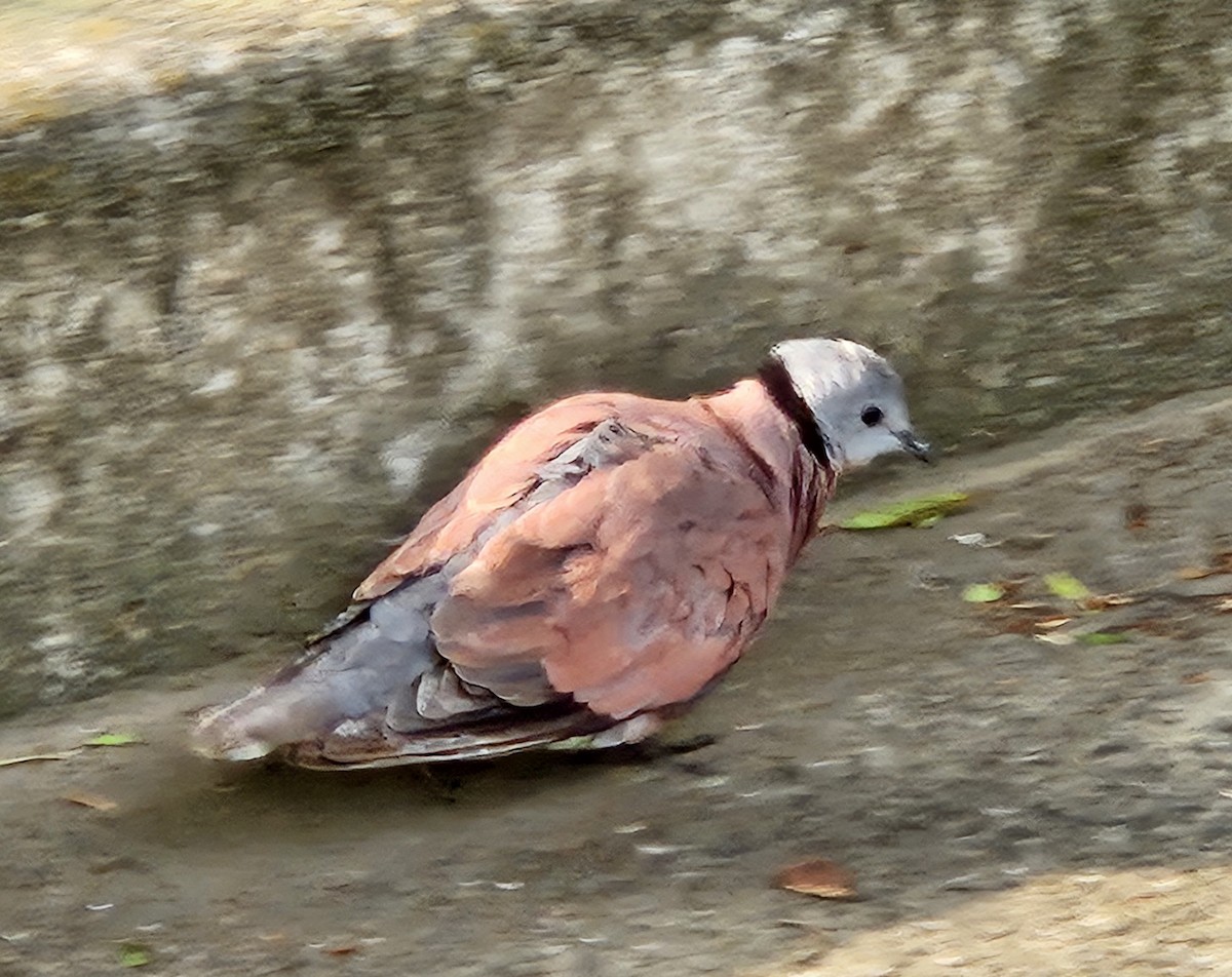 Red Collared-Dove - ML619172123