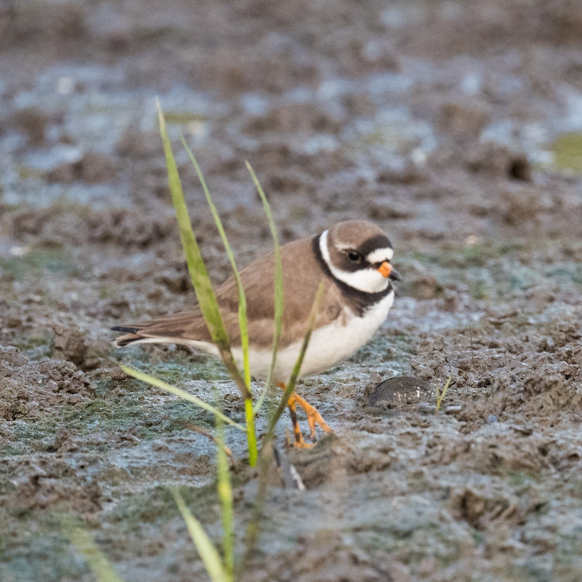 Semipalmated Plover - ML619172134