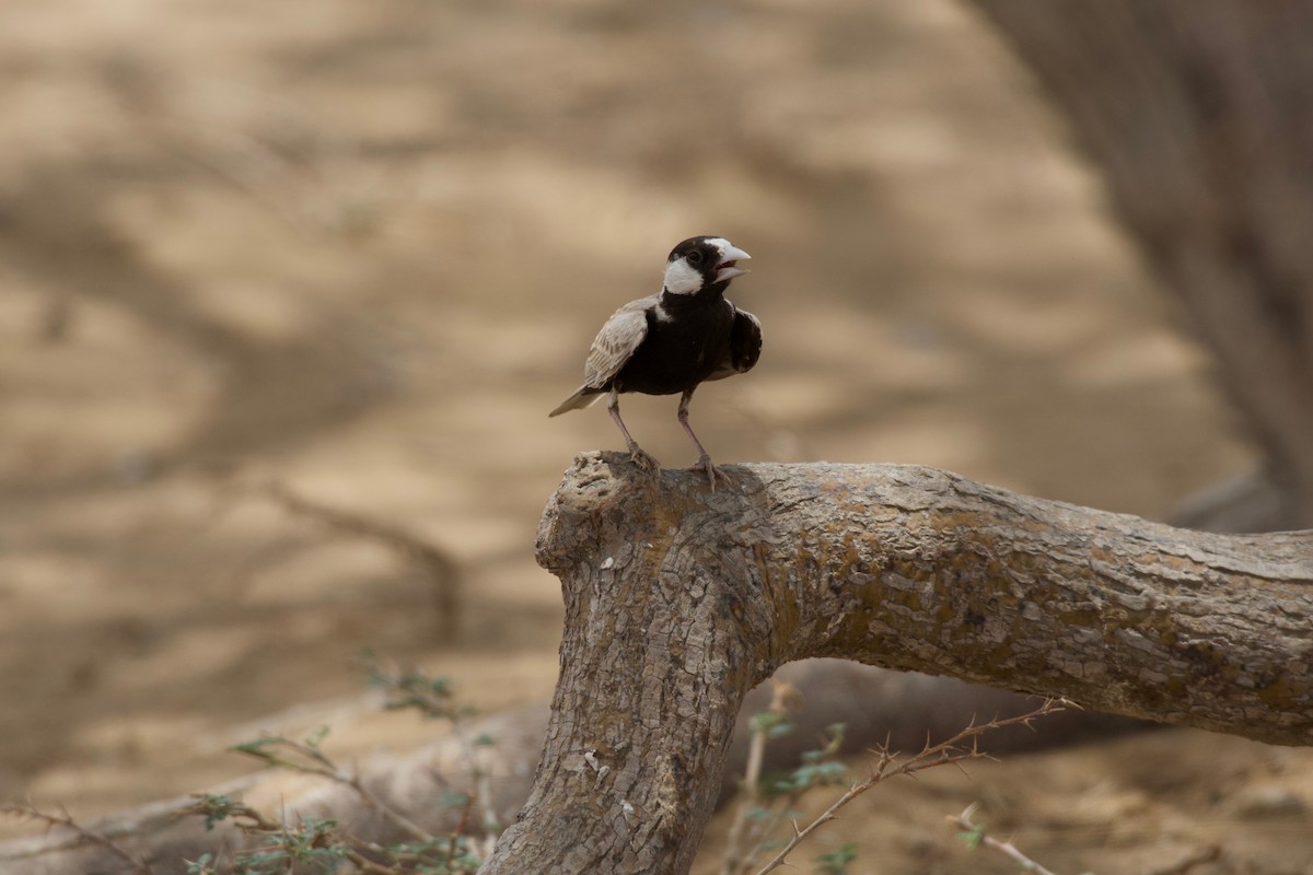 Black-crowned Sparrow-Lark - ML619172163