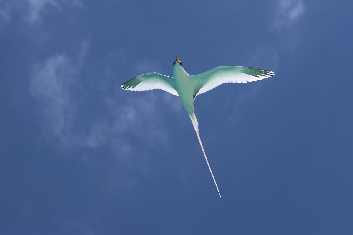 White-tailed Tropicbird - ML619172178