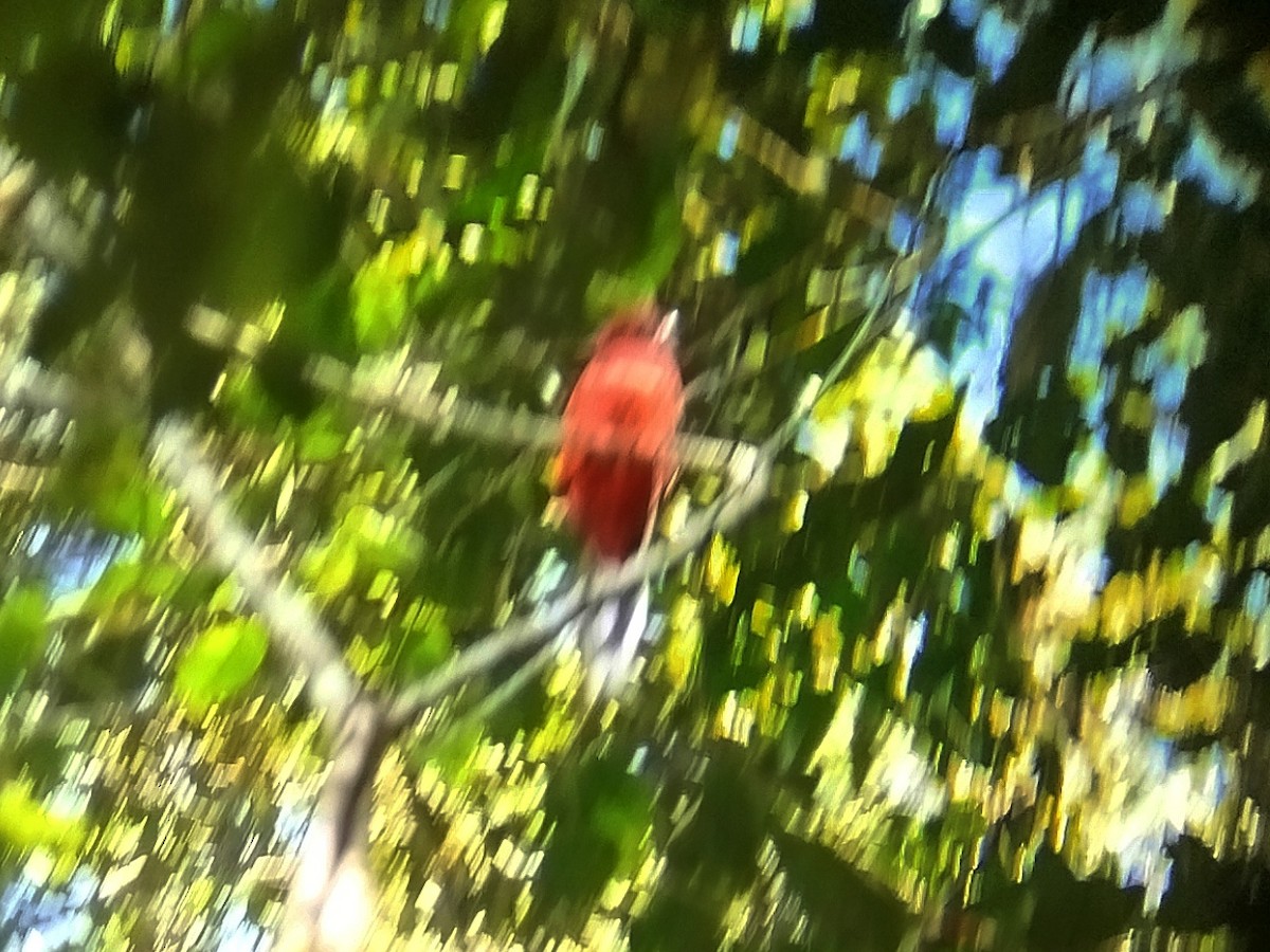 Red-headed Trogon - ML619172229