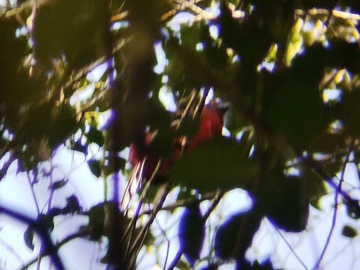 Red-headed Trogon - ML619172233