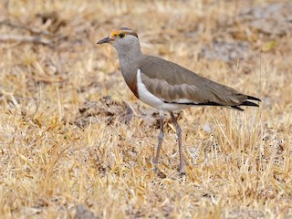  - Brown-chested Lapwing